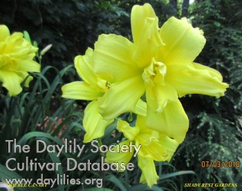 Daylily Double Canary